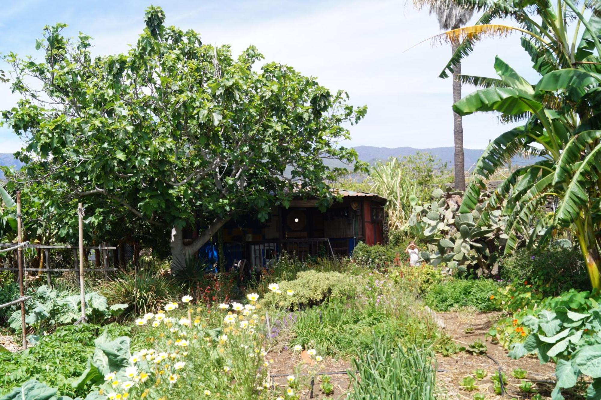 La Casita Del Jardinero Vila Los Llanos De Aridane Exterior foto